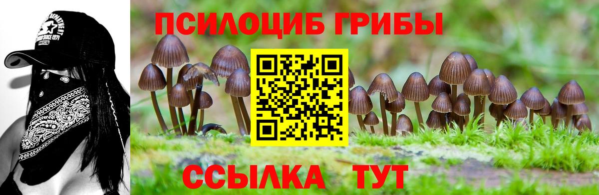 Павлово  Псилоцибиновые грибы MAGIC MUSHROOMS  Псилоцибиновые грибы Cubensis  Вход с VPN 